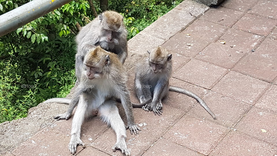 funny monkeys grooming each other on the side of the road in bali