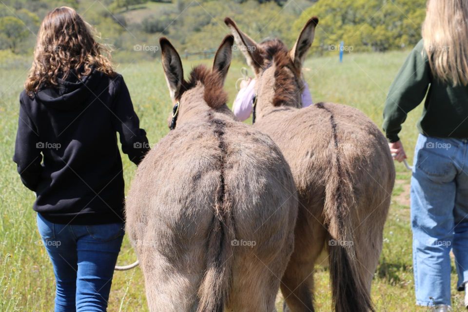 Donkey duo