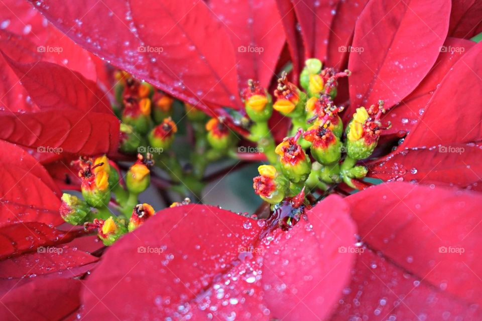 Christmas Poinsettia