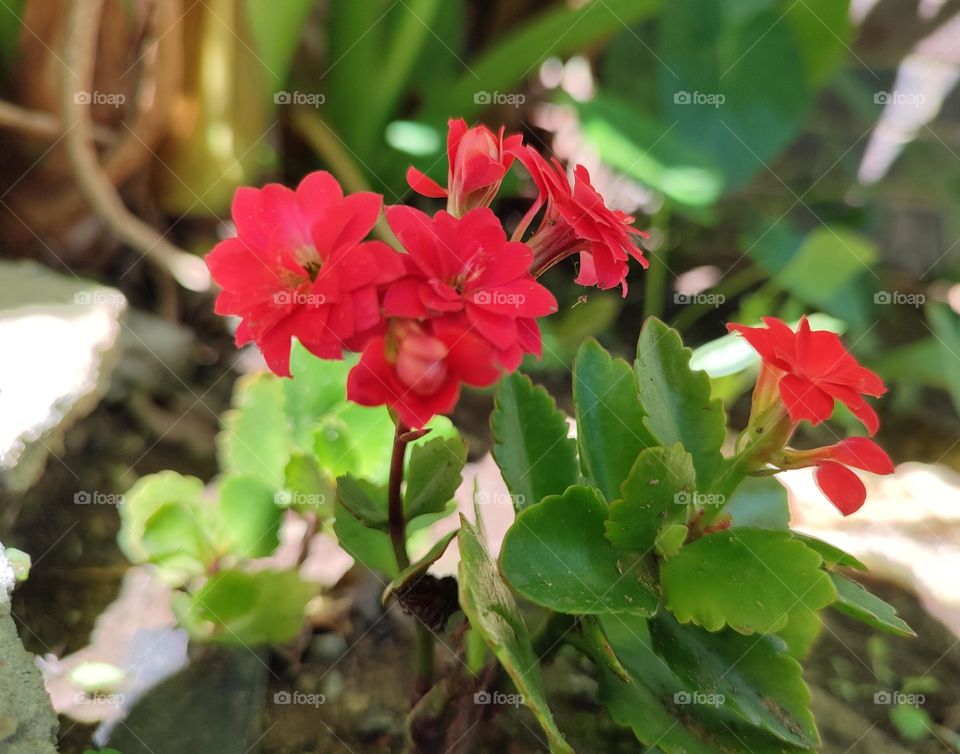 Florist Kalanchoe, plant
