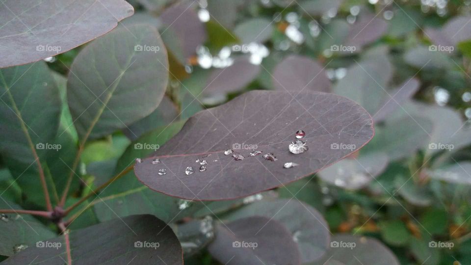 red leaves with drops