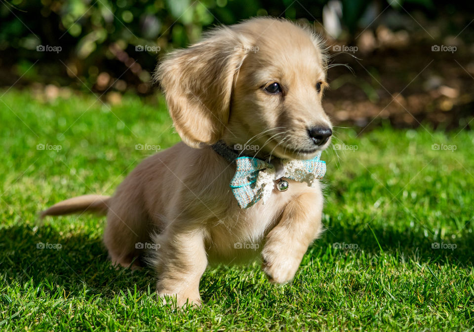 Remy the Champagne Dachshund's first day with our family, he is getting brave.