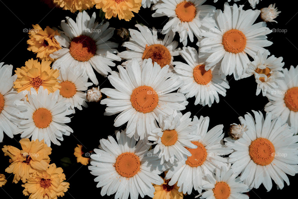 yellow and white flowers with a black background