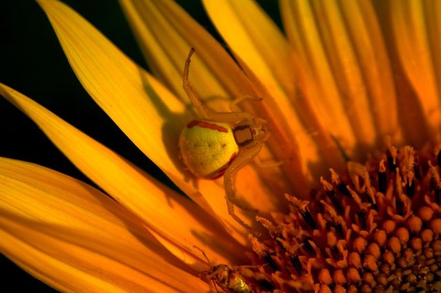 yellow spider by ndia