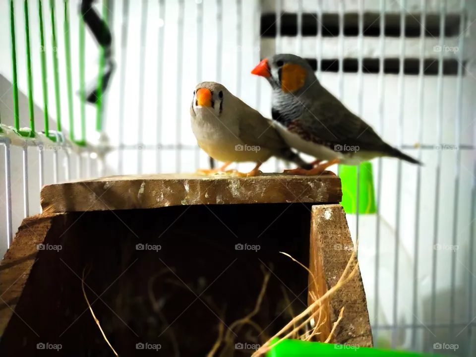 Birds