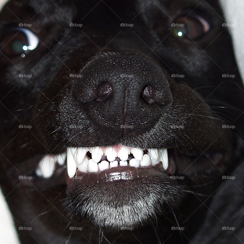 Smiling Barney the Pointer