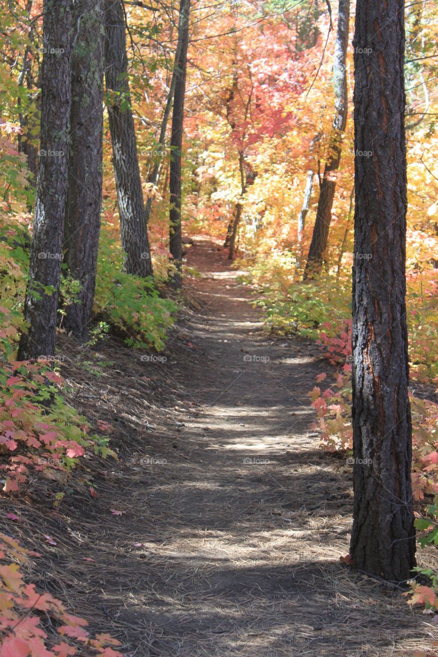 Taking a walk in the forest surrounded by beautiful colorful autumn leaves