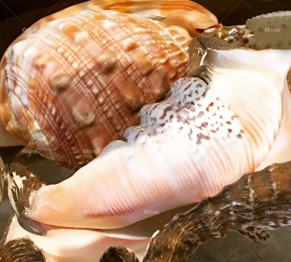 Sea shell