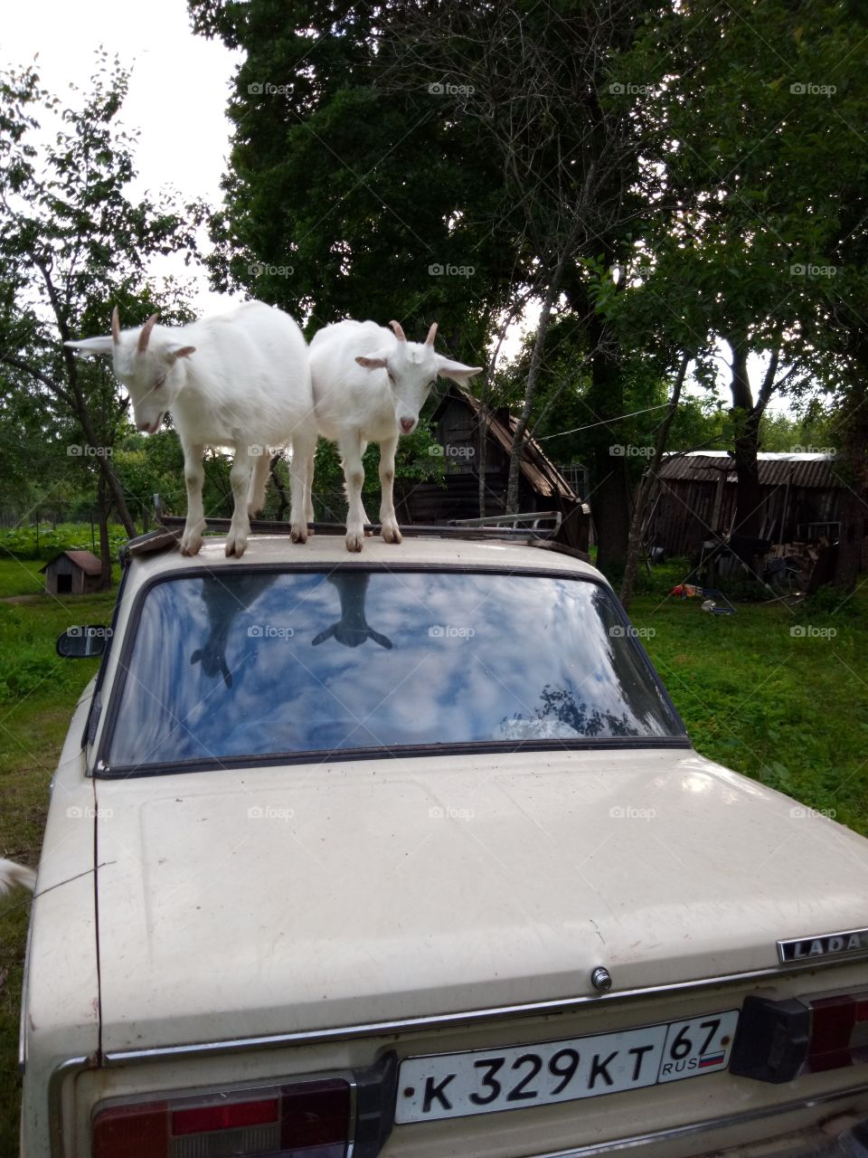 козы и автомобиль