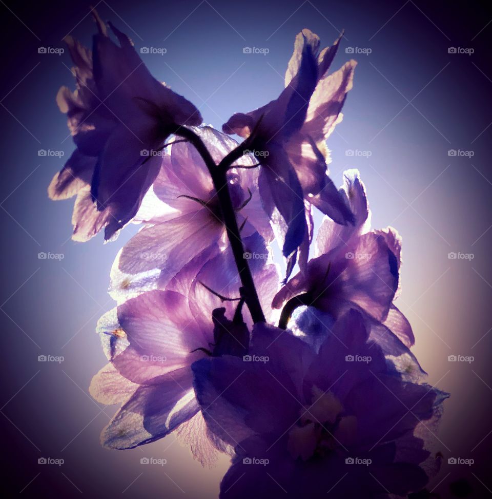 Sunset through purple flowers