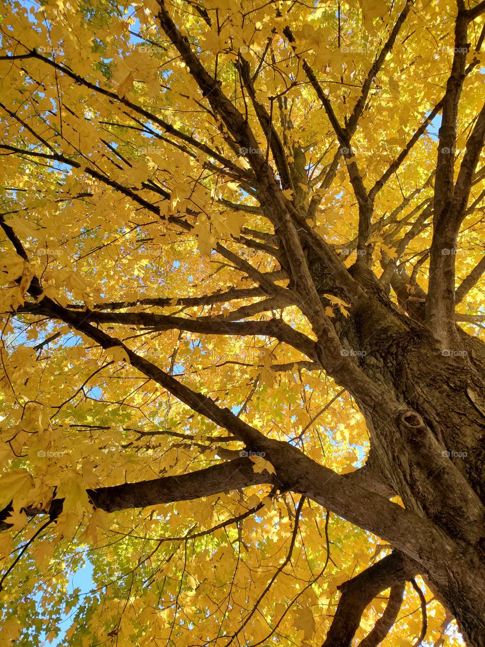 Michigan Fall Colors