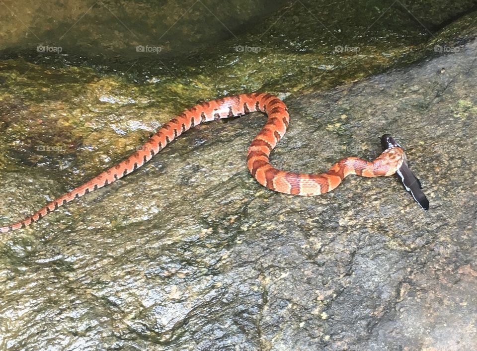 Northern water snake