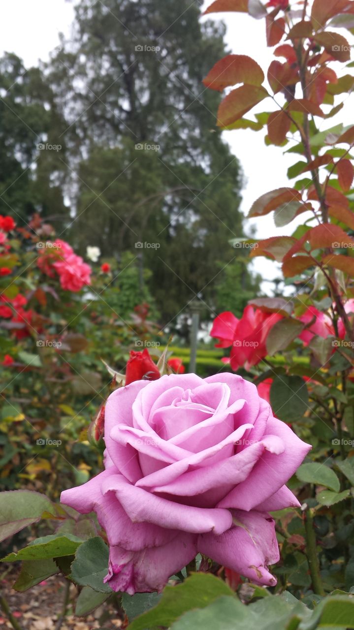 pink rose among reds