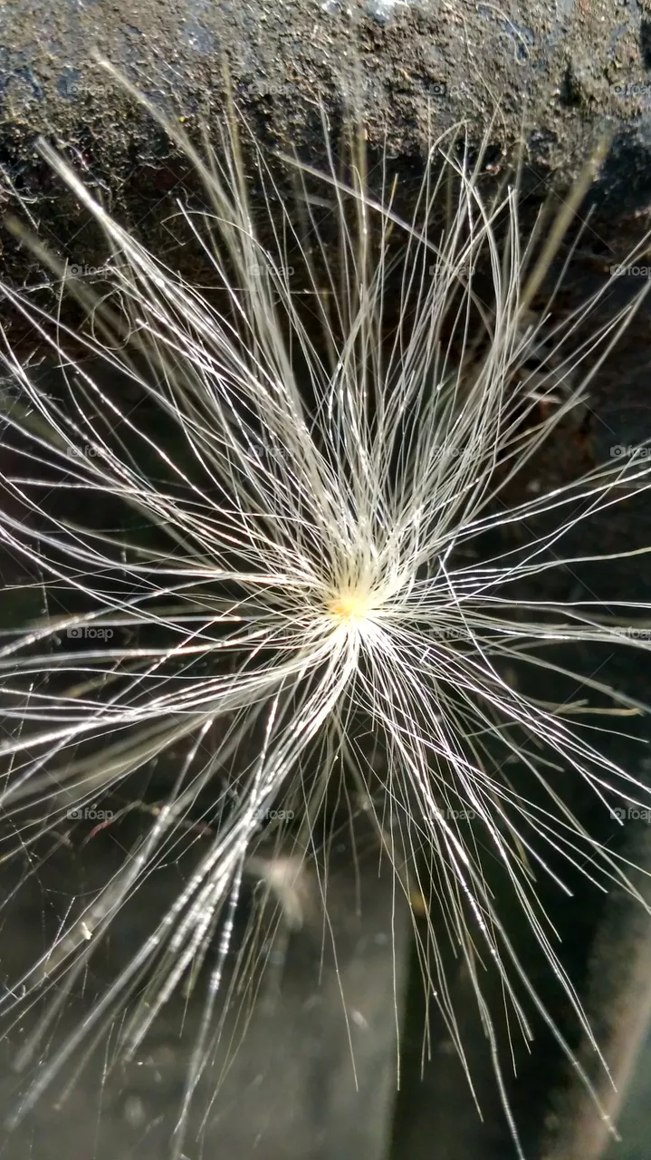 seed