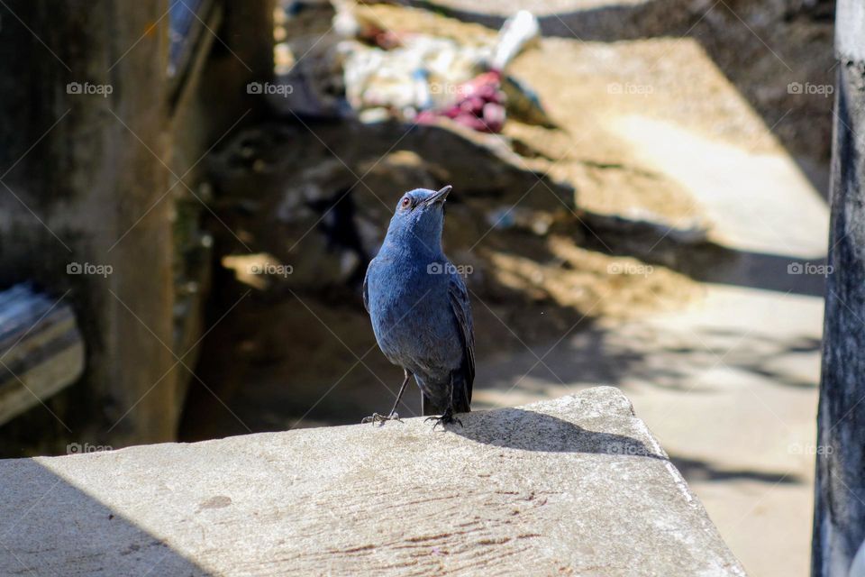 Close up of dark blue bird 