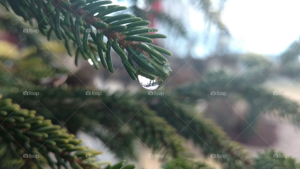 Winter, Christmas, Tree, Pine, No Person