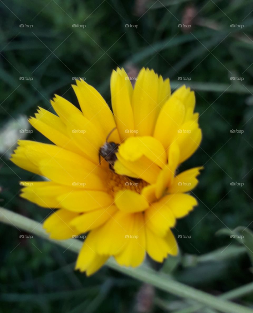 bee at work and yellow flower