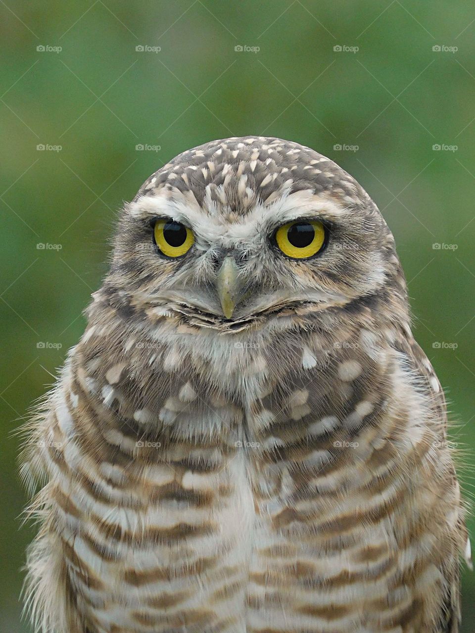 close up owl