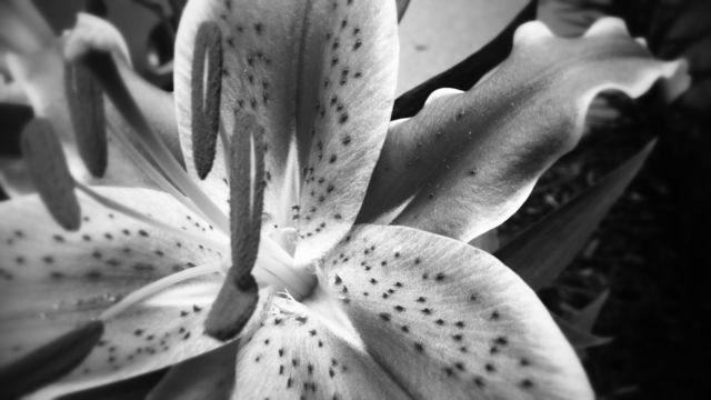 monochrome