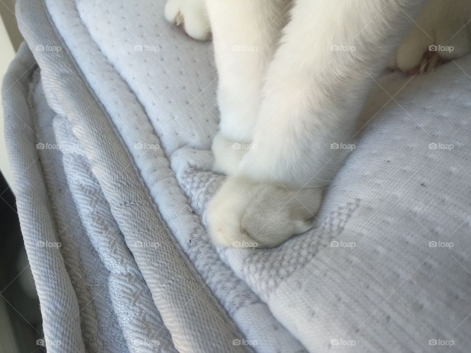 paws