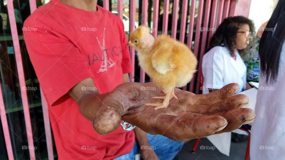 Um pintinho na mão de um cidadão.