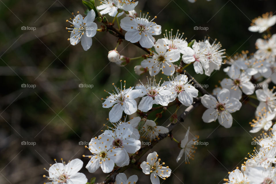 A tree with white flowers