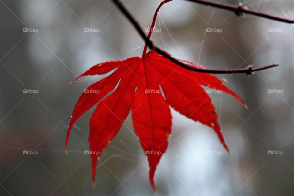 red leaf in the mist .