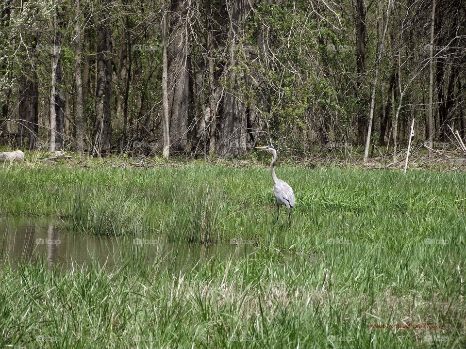 Blue Heron