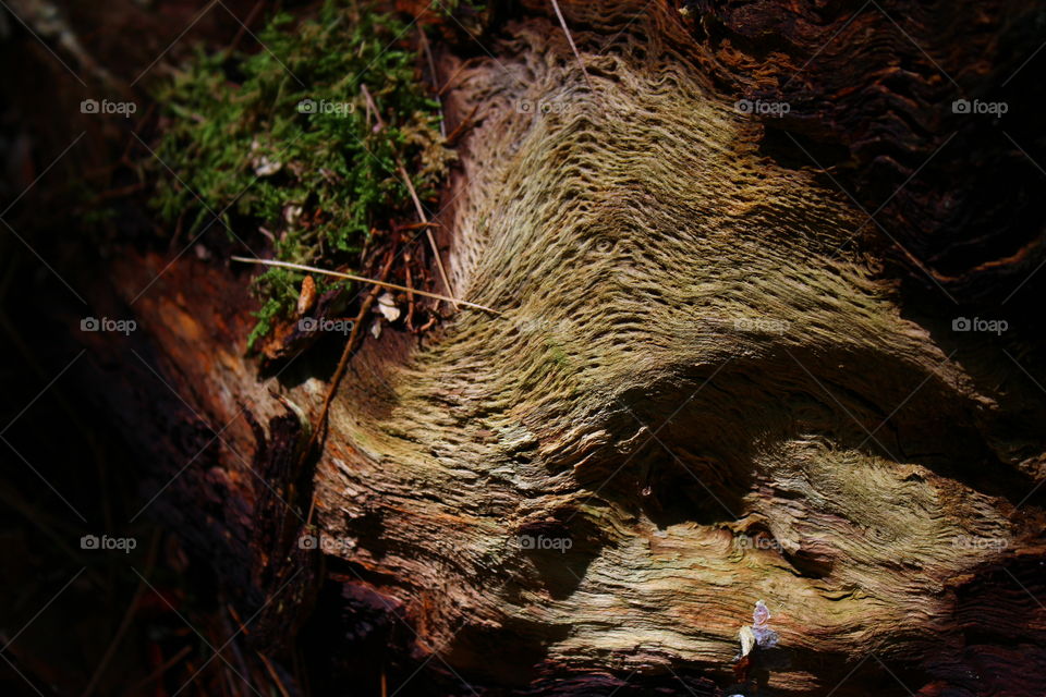 New moss growth on fallen tree in Shohola Pennsylvania USA