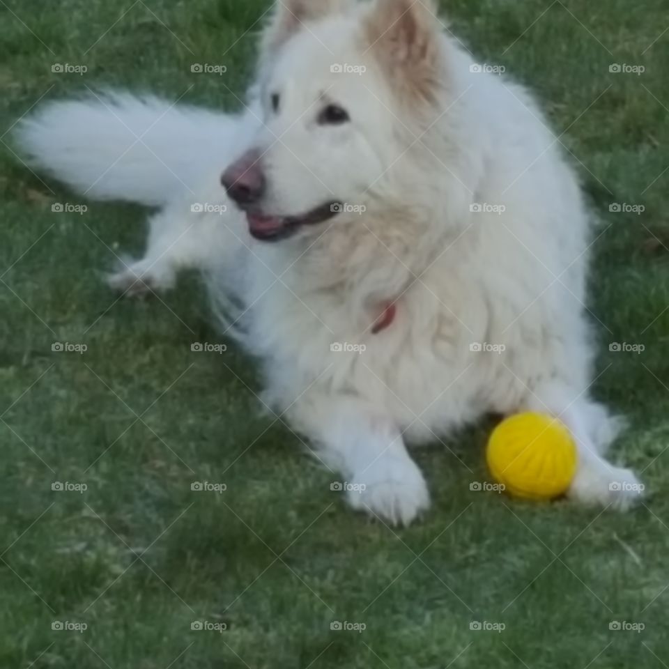 white german shepherd