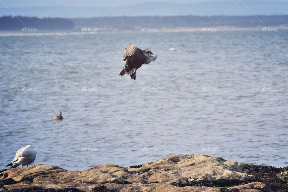 Female Mallard landing on the rocks