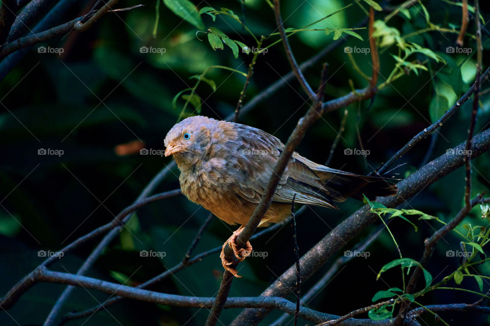 Yellow babbler  - bird photography