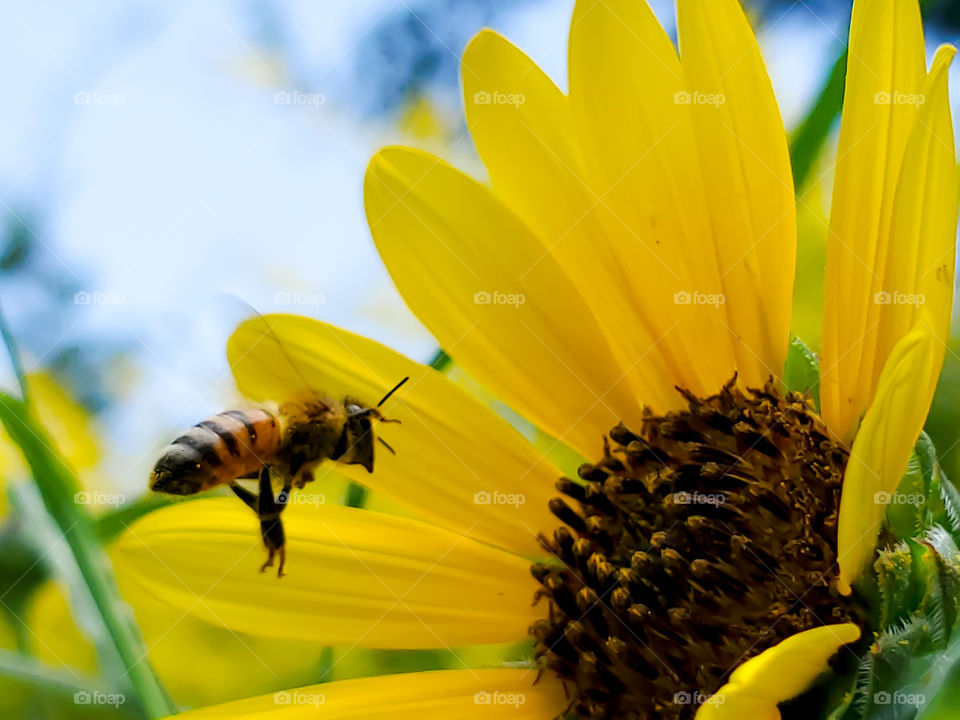 Western honeybee flying to sunflower