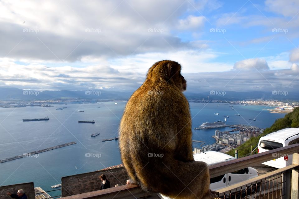 Monkey looking at oceano view