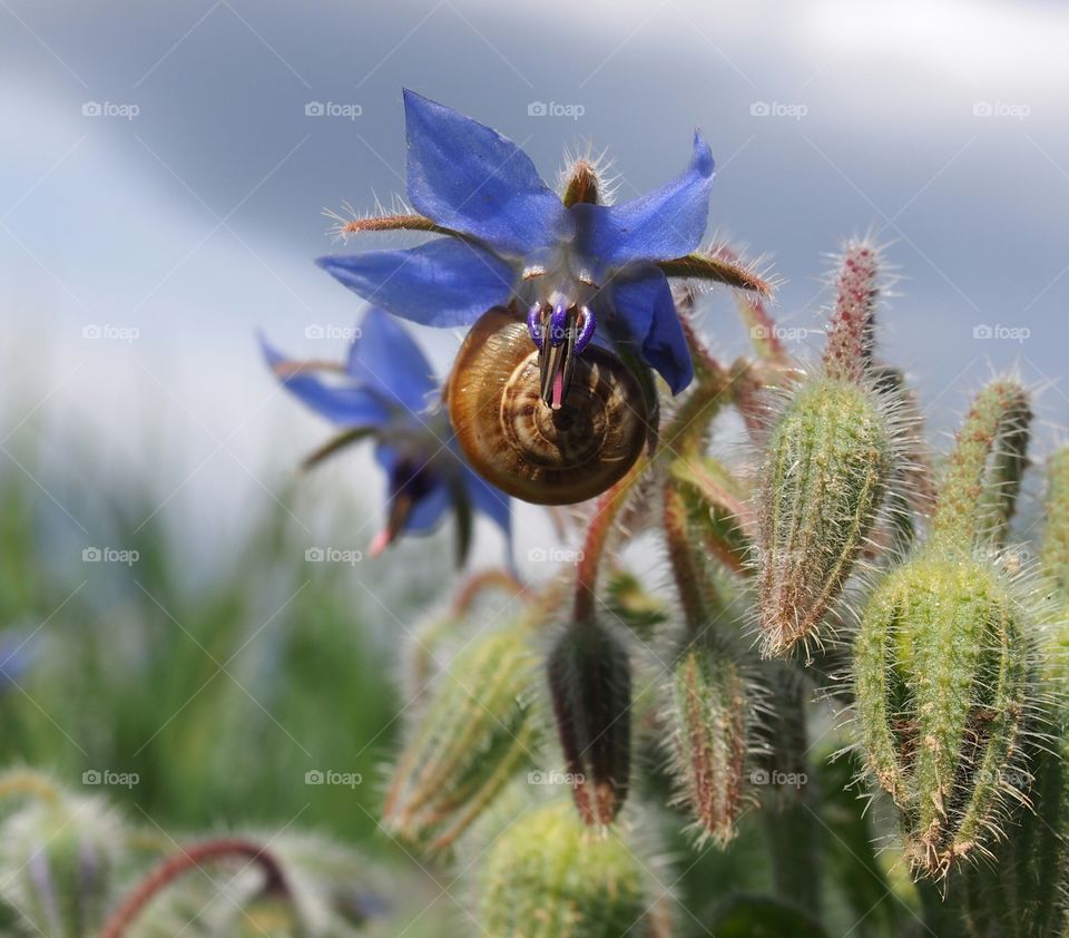 Close-up of snail on blue flower