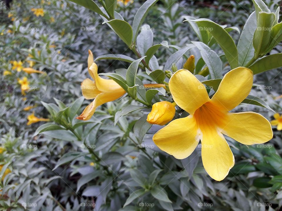 yellow flower in botanical garden, in summer