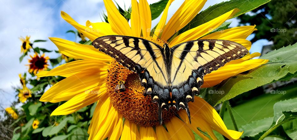 butterfly on sunflower