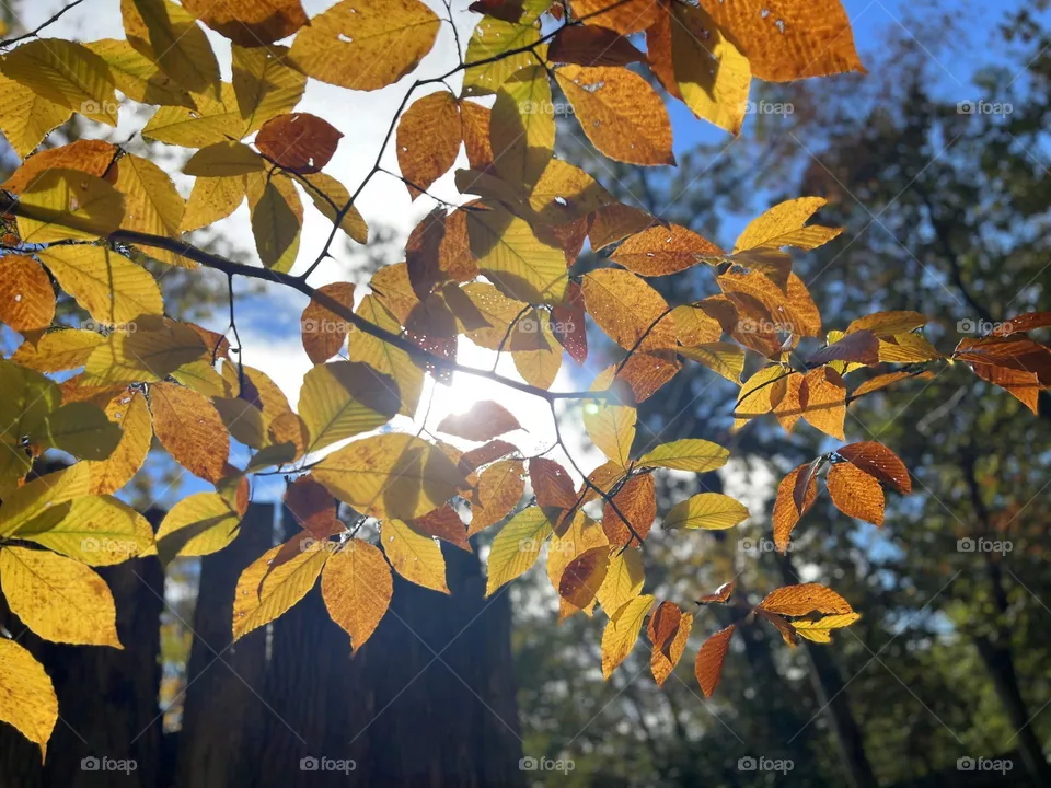 Falling for fall 