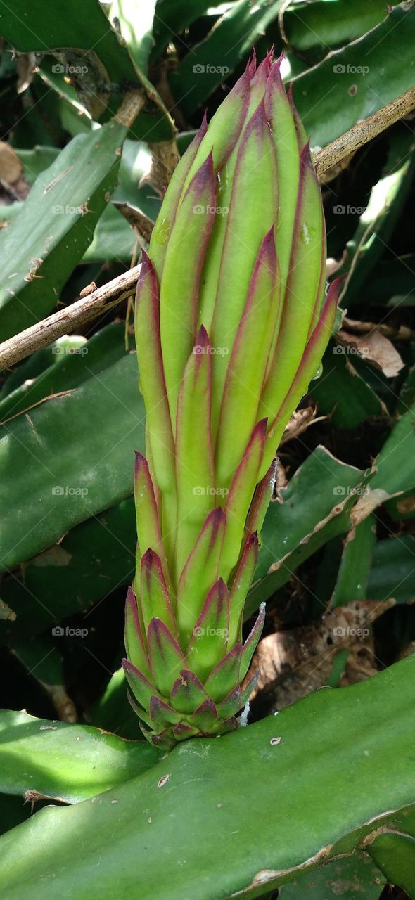 White dragon fruit is a type of plant that belongs to the cactus group.