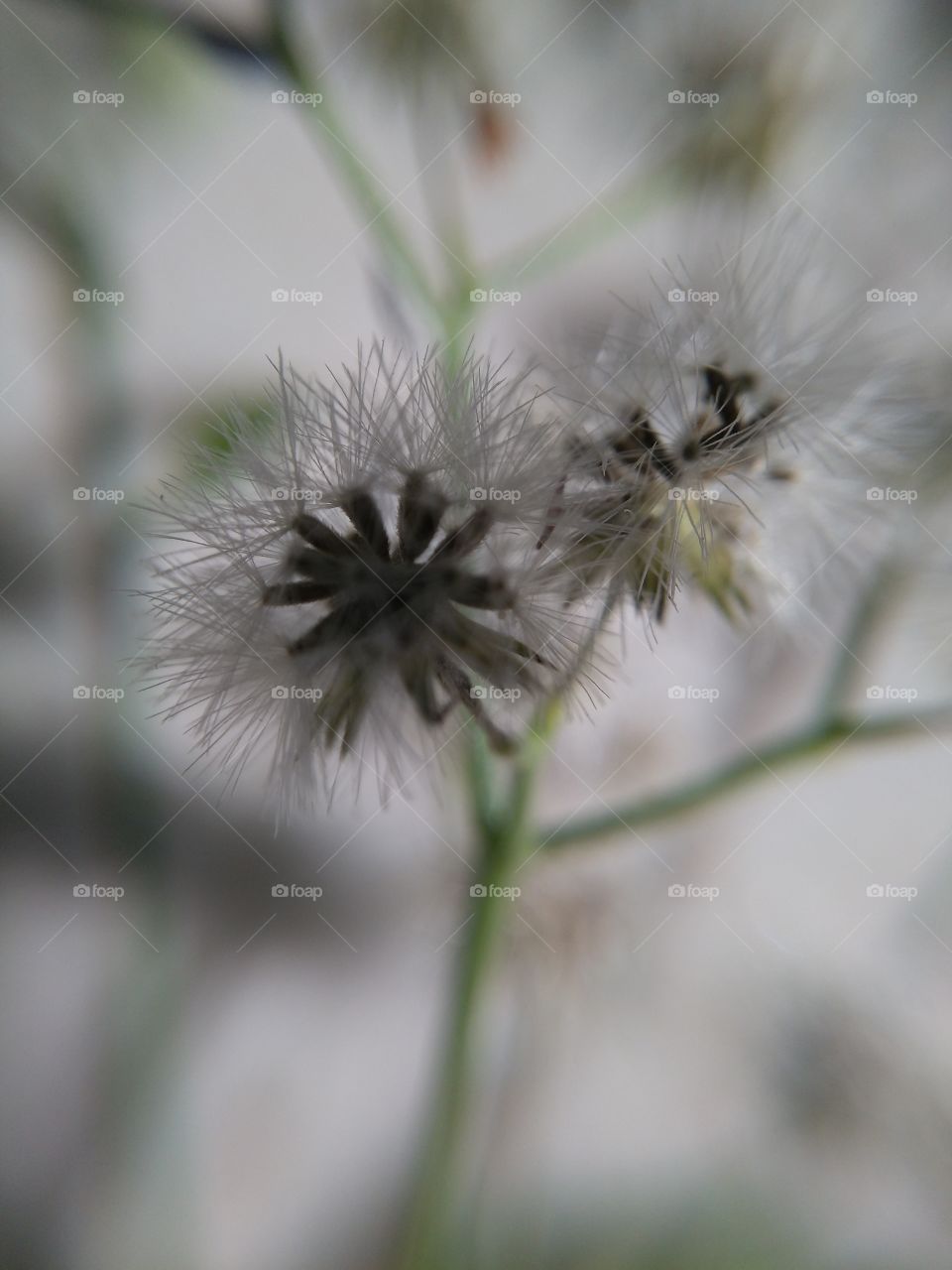 seed dispersal system of weeds