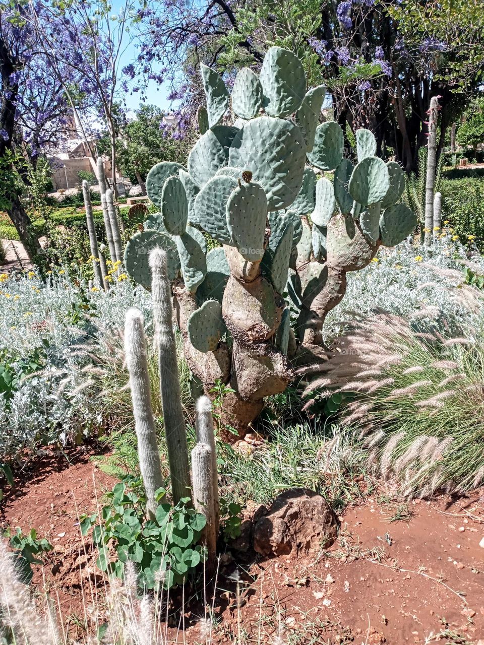 Cactus