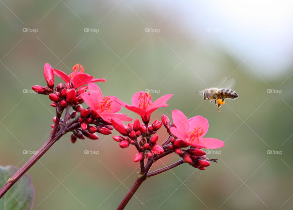 Bee flying to pink flowers