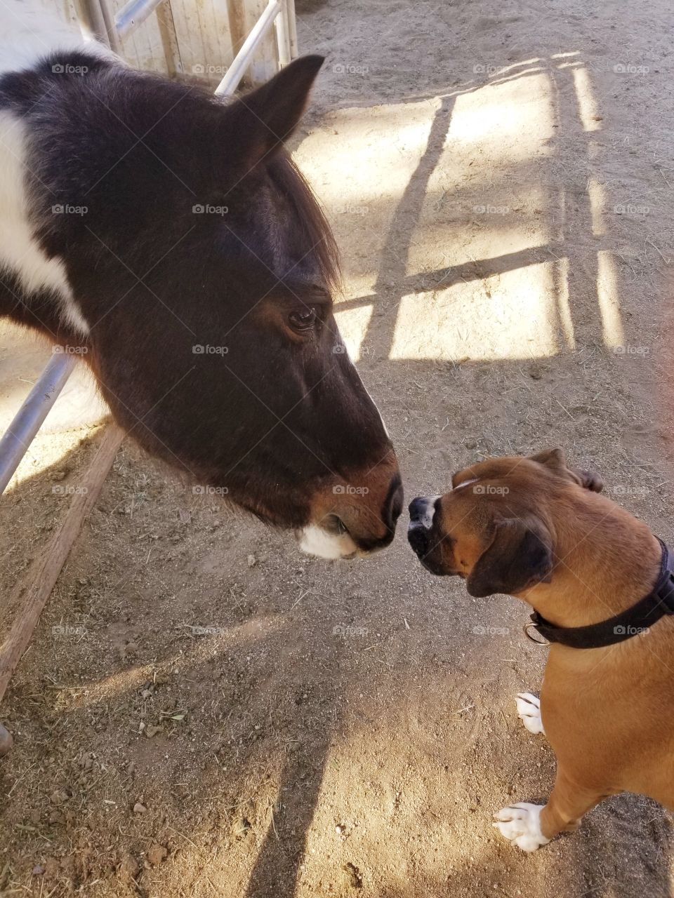 Pony and pup touching noses 🐶🐴
(Pinto pony and Boxer)