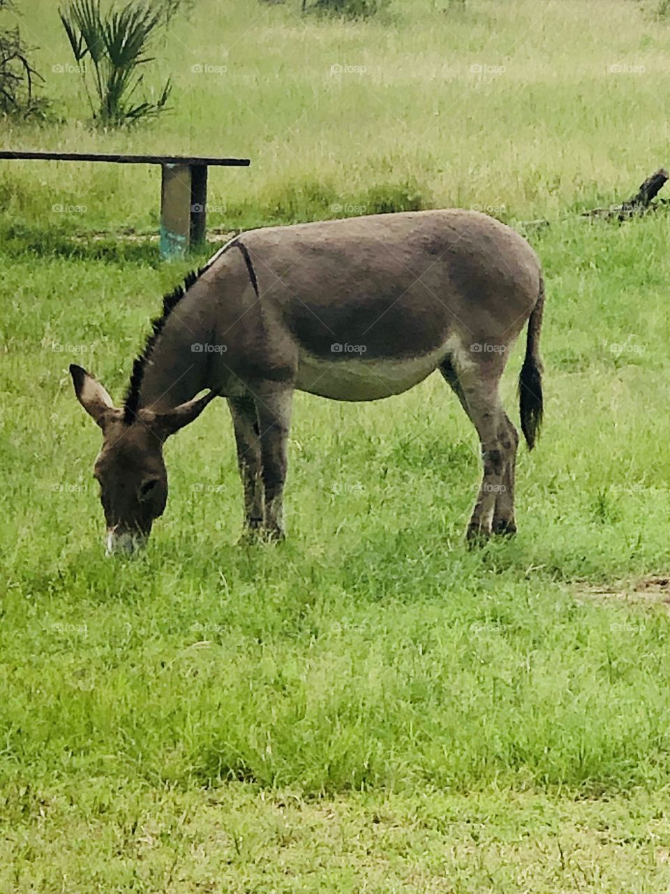Serene Donkey