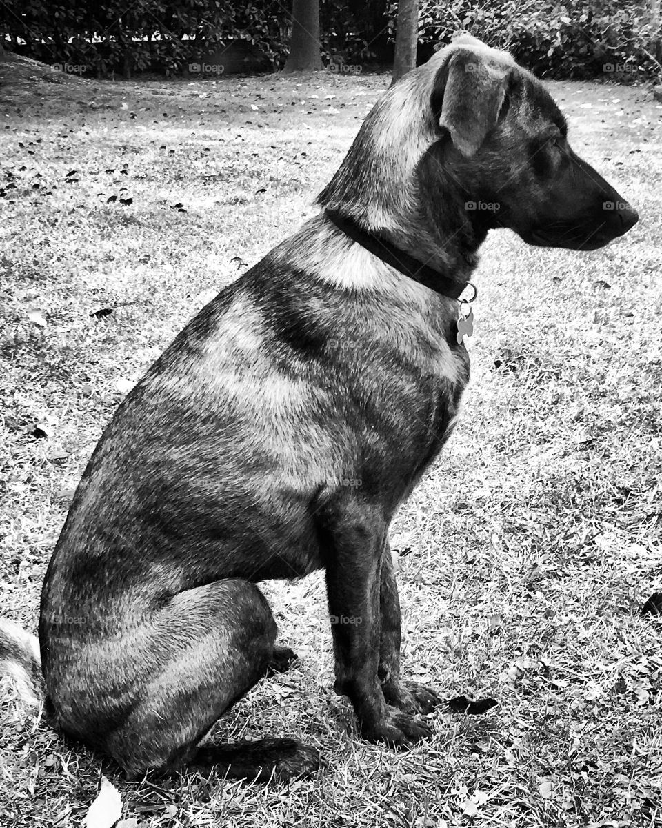 Dog, Canine, Mammal, Animal, Pet