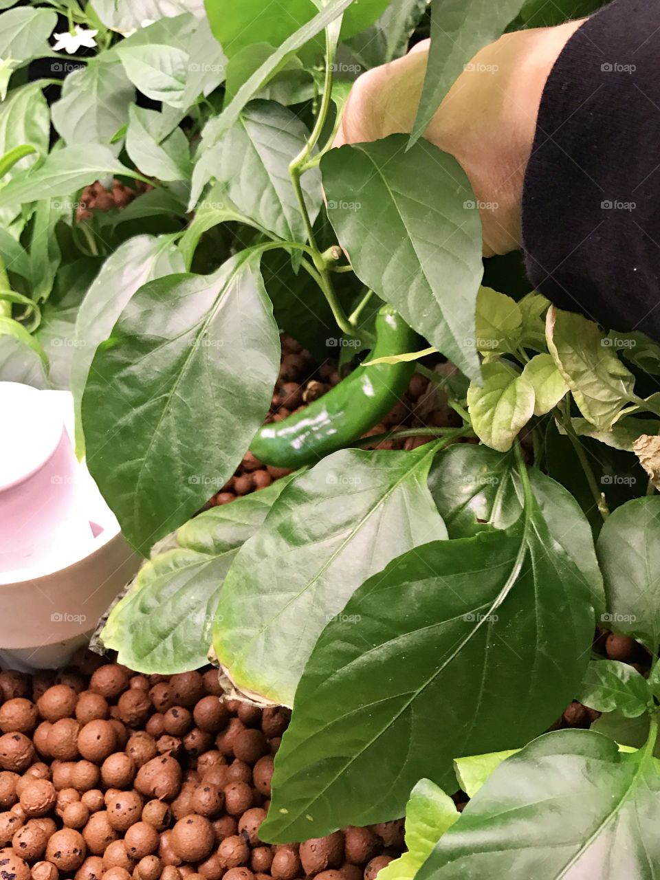 A person picking green chili