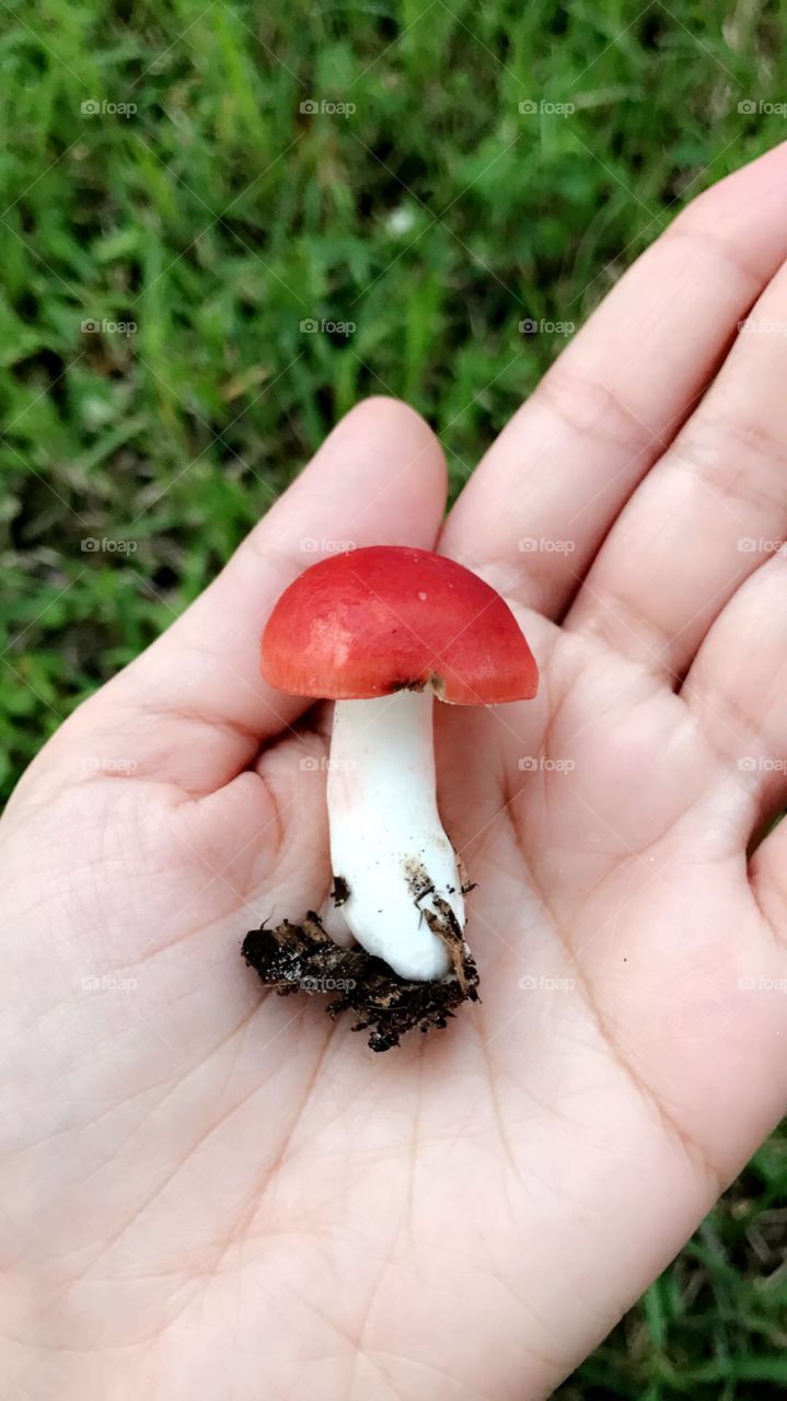 Red Mushroom 