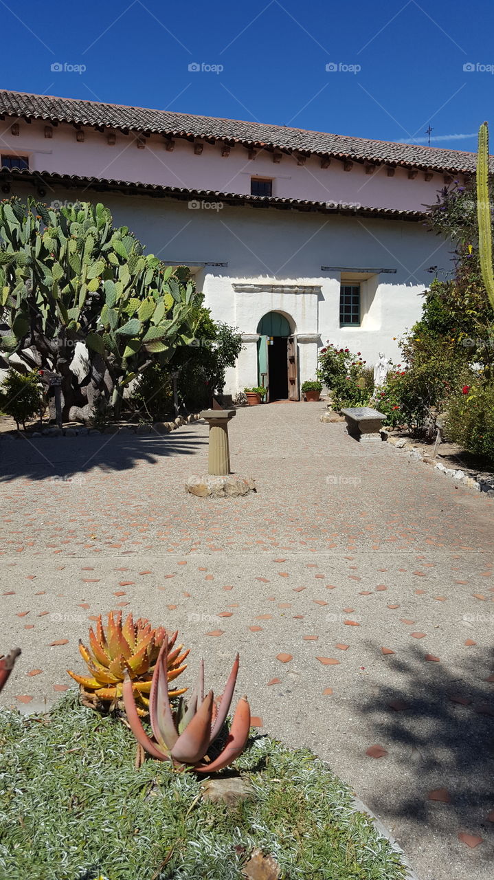 cactus in a courtyard