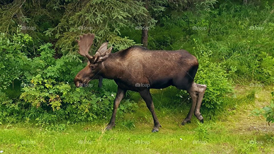 Moose walking in forest