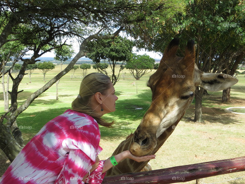 Making friends with gambit the giraffe 